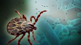 Tick-borne Powassan virus reported in Massachusetts | ABC6