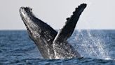 Video showed a humpback whale smashing into and capsizing a boat. Biologists say the whale was likely just feeding.