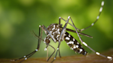 Cuáles y cómo son las vacunas contra el dengue que hay en la Argentina