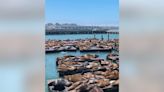 Sea lion population boom at San Francisco Pier 39, highest numbers seen in 15 years, officials say