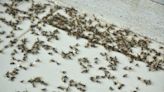 How long is flying ant season and how long do they live? What to know