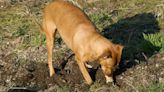 Agra Man, Buried Alive on Farm, Dug Out by Dogs