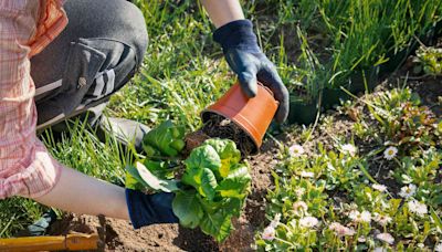 6 Ways to Be More Sustainable in Your Garden This Year, According to Pros