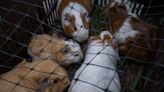 New York City may ban pet shops from selling guinea pigs because so many have been abandoned at animal shelters