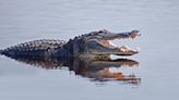 77-Year-Old Olympic Weightlifter Rescues Dog by Wresting Alligator