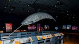 Don't know much about narwhals? That's OK. Engaging new museum exhibit shows scientists are learning, too.