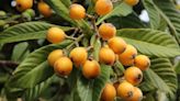 Oro naranja: este es el superalimento para adelgazar que pocos conocen y que es rico en antioxidantes