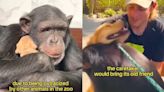 Así es como cachorros ayudan a chimpancé a salir de una depresión [Video]