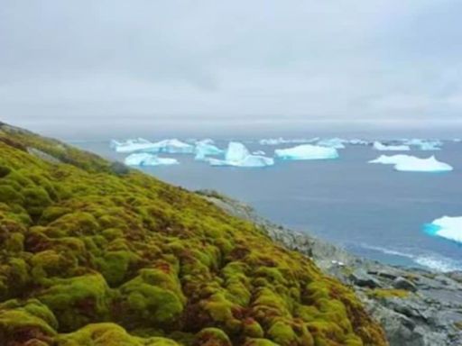 Why is Antarctica increasingly turning green? Why is this a concern?