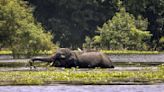 Assam flood: 114 wild animals dead in Kaziranga National Park, 92 rescued