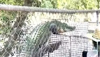 Fence climbing crocodile at Australian wildlife park leaves visitors terrified