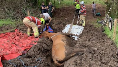 Fire crews rescue 20-year-old horse from bog in Brecon