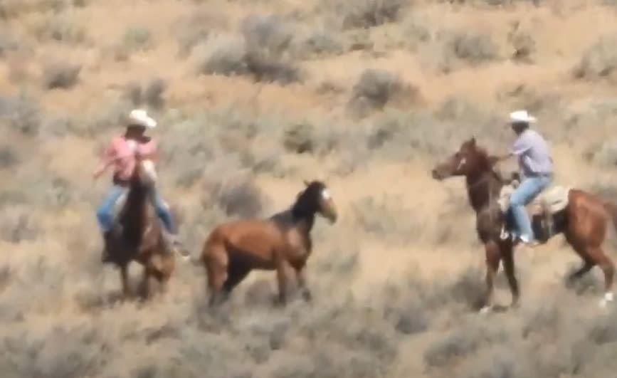 Video shows worker kick wild horse during government roundup in northern Nevada
