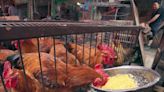 CDC warns of salmonella outbreak from backyard poultry farms