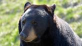 'Every day': Bear sightings surge on the North Shore