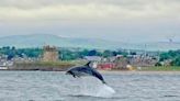 Dolphin leaps from water off Broughty Ferry in stunning picture