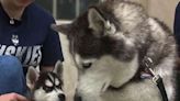 UConn introduces Siberian husky pup Jonathan XV as the school’s next mascot