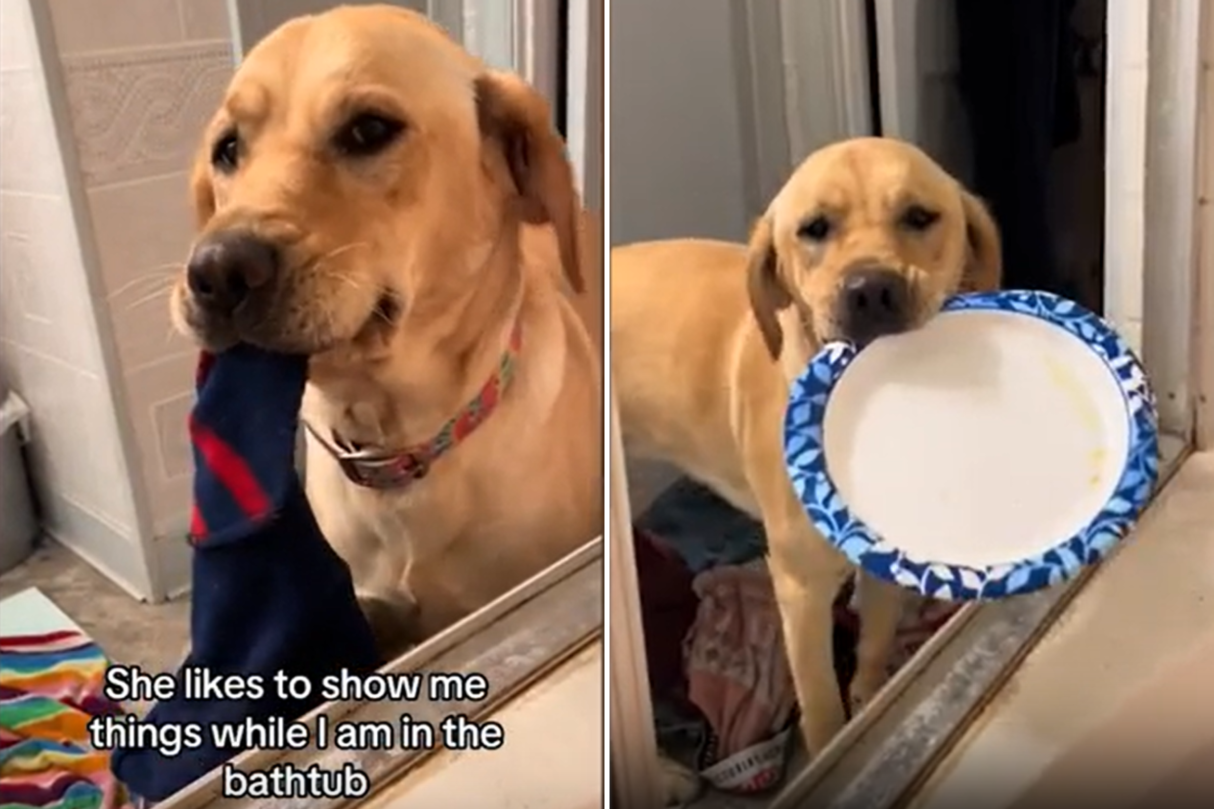 Golden retriever's ritual when owner's in the bath has internet in stitches