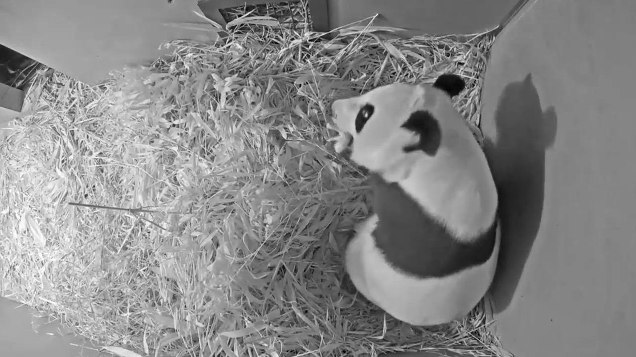 A giant panda has given birth to a cub in a Dutch zoo, in a boost for the endangered mammals - The Morning Sun