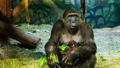 Gorilla infant born at Salt Lake City’s Hogle Zoo, marking conservation efforts