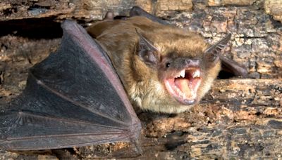 Rabies confirmed in Carson City bats