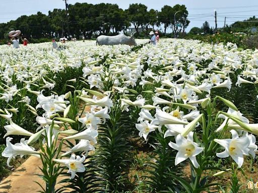 4萬株鐵炮百合盛開 桃園觀音農田雪白花海超好拍