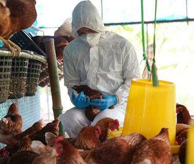 聯國警告 亞太地區禽流感擴大 籲實施緊急措施 - 國際