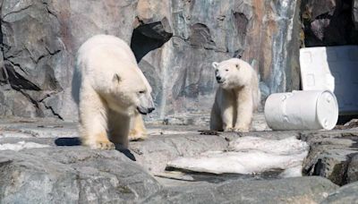 Polar Bear Killed in Freak Accident at Popular North American Zoo