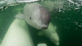 Watch Chatty Beluga Families Migrate With These Stunning Live Cams in Canada