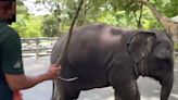 Nonprofit’s investigation exposes rampant animal abuse in 8 elephant attractions in Thailand