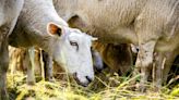Seuchenausbruch in Griechenland: Schafe sollen "lebendig begraben" worden sein