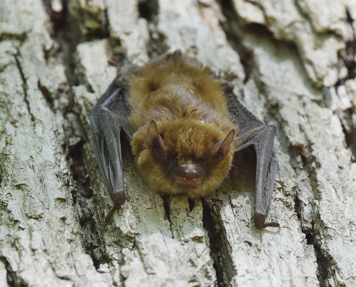 Bat with rabies found in Washtenaw County: What to know