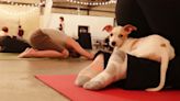 結合瑜伽和撫摸小狗 巴黎人紓壓體驗新趨勢