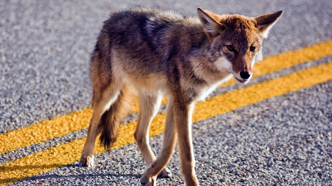 Coyotes in Tampa? Here's what to do if you see them