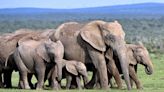 Afrique du Sud : Un touriste attaqué et mortellement piétiné par des éléphants