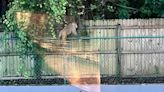 Wild monkey sightings spark warnings in Florida
