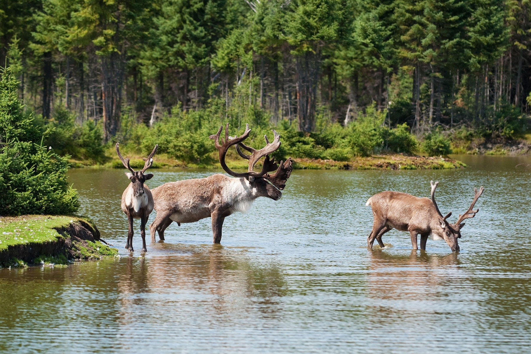 Wolf Management Might Be Keeping Woodland Caribou from Going Extinct in Canada, Study Suggests