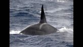 Orcas covered in scars left by ‘cookiecutter sharks’ may be new population, study says
