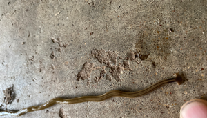 Toxic, invasive worms add to potential problems plaguing Houston area due to excessive rainfall