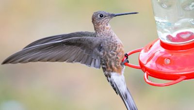Científicos resuelven el misterio del colibrí gigante con la ayuda de una mochila diminuta