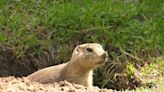 ‘A safety concern’: Communities in Manitoba dealing with the explosive growth of gophers