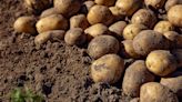 A potato shortage may be upon Ireland following “nightmare” growing season, harsh weather conditions