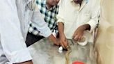 Kadapa vets give a new lease of life to critically injured cobra