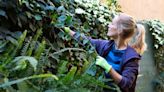 Kill stubborn English ivy in your garden for good using two ingredients