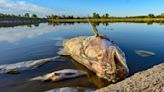 Germany: No single cause for massive Oder River fish die-off