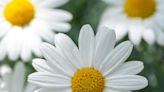 Top 10 Daisy Varieties