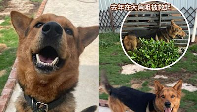 大角咀奔跑狗狗尋家路坎坷 再次急尋領養 - 香港動物報 Hong Kong Animal Post