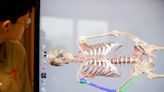 'It takes learning to another level': South Stark Career tech students zoom in on anatomy