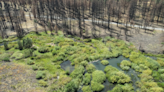 Fighting fire with beavers: How dam-building rodents are deployed to prevent megafires, restore scorched wildlands