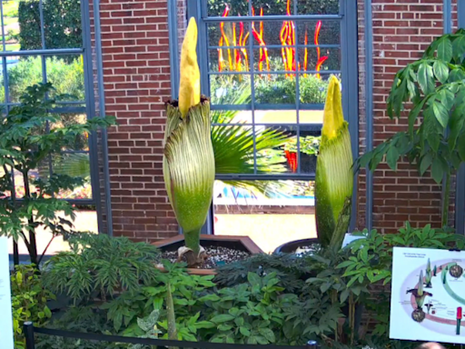 Corpse flower expected to bloom at Missouri Botanical Garden next week